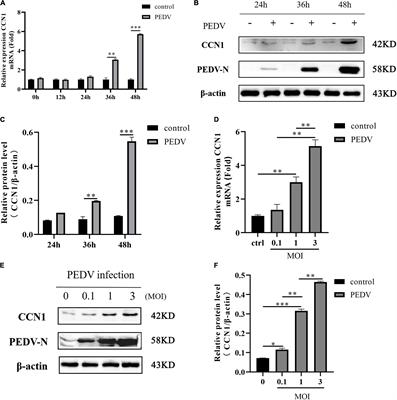 The CREB and AP-1–Dependent Cell Communication Network Factor 1 Regulates Porcine Epidemic Diarrhea Virus-Induced Cell Apoptosis Inhibiting Virus Replication Through the p53 Pathway